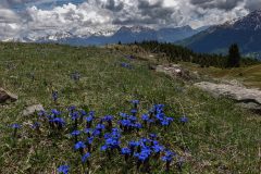 Spring Gentian